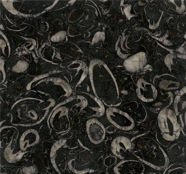 Sea Shell Marble (Китай)