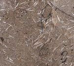 Petra Fossil Marble (Оман)