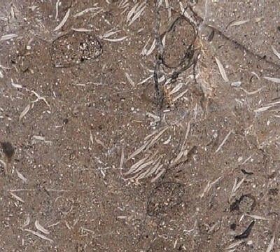 Petra Fossil Marble (Оман)